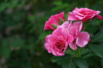 花の女王
