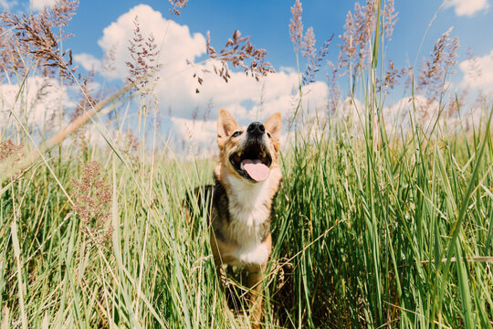 Portrait of a dog in the summer heat in a field with tall grass against the background of a blue sky with clouds.