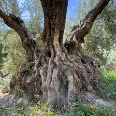 Ancient olive tree with a huge twisted trunk in southern Spain