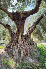 Ancient olive tree with a huge twisted trunk in southern Spain