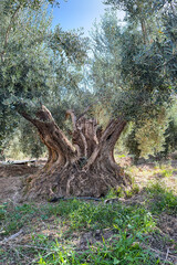 Obraz premium Ancient olive tree with a huge twisted trunk in southern Spain