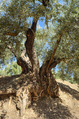 Obraz premium Ancient olive tree with a huge twisted trunk in southern Spain
