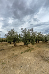 Fototapeta premium Centenary olive grove in mountainous landscape of southern Spain