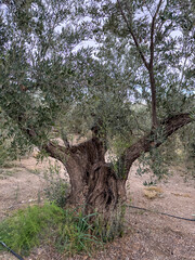 Ancient olive tree with a huge twisted trunk in southern Spain