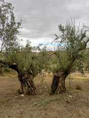 Ancient olive tree with massive twisted trunk in southern Spain