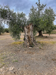 Ancient olive tree with a huge twisted trunk in southern Spain