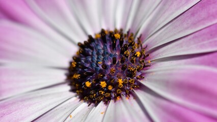 Bornholm-Margeritte-1