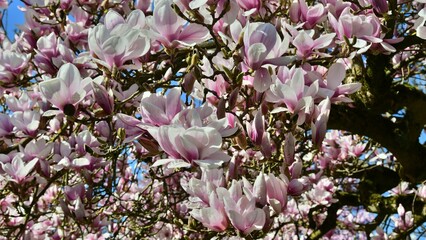 Magnolien-6