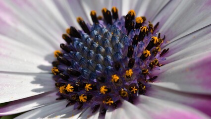 Bornholm-Margeritte-2