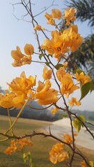 A bougainvillea, a vine-like, thorny shrub known for its vibrant golden-yellow bracts that surround small, inconspicuous flowers. 