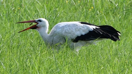 Storch-1