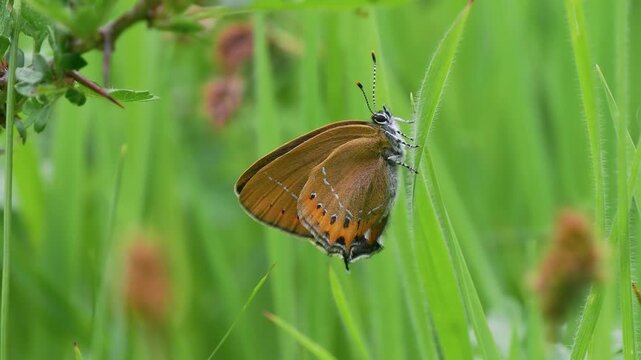Black Hairstreak Butterfly in Grass