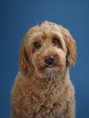 A Labradoodle with curly fur sits with a serious expression, set against a blue background.