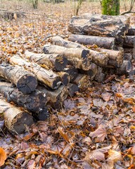 Pile of logs resting on autumn leaves in forest setting