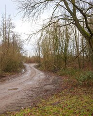Obraz premium Winding dirt road leading into a forest in winter