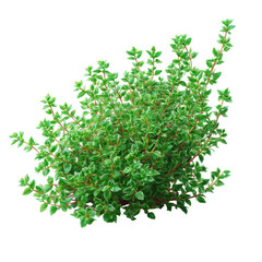 Obraz premium Fresh Green Thyme Herb Bush Isolated On Black Background With Detailed Leaves and Stems