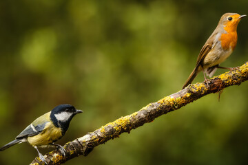 a great tit and robin on branch © Fabiano Roggio