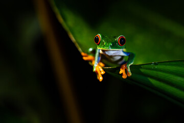Frosch mit roten Augen