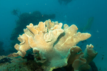 A toadstool leather coral, Sarcophyton glaucum, a type of soft coral. Picture from the Red Sea. Toadstool leather corals get food from symbiotic algae, zooxanthellae, and by capturing plankton.