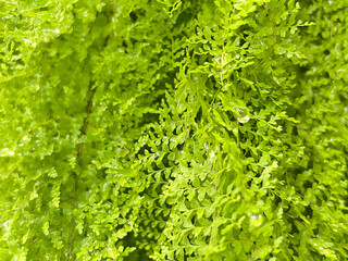 fresh green leaves background 