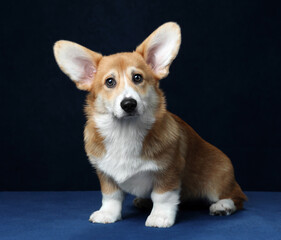 Beautiful Welsh Corgi Pembroke dog on a blue background.