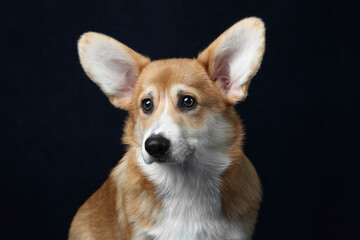 Beautiful Welsh Corgi Pembroke dog on a blue background.