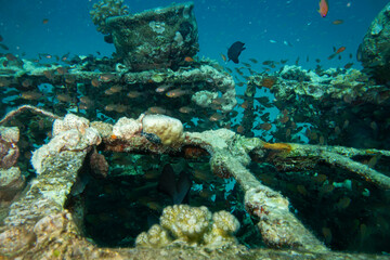 An artificial coral reef teaming with life. Picture from a scuba dive in the Red Sea, Hurghada, Egypt. Blue ocean background