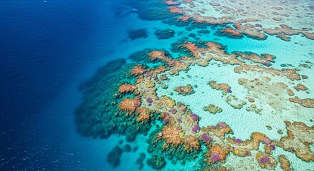 Stunning aerial view captures vibrant coral reef teeming with marine life in crystal clear turquoise ocean waters
