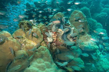 The image displays a vibrant coral reef ecosystem teeming with life, featuring a large clam and numerous schooling fish. Picture from the Red Sea 