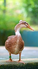 duck in the park enjoying the day
