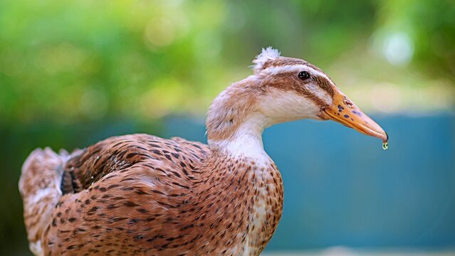 portrait of a duck drinking