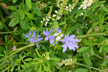 Fototapeta premium Wild Chicory Flowers Amidst Green Foliage close up