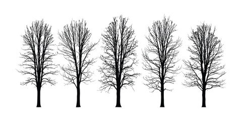 Five tall bare trees in a row against a white background in a graphic illustration style