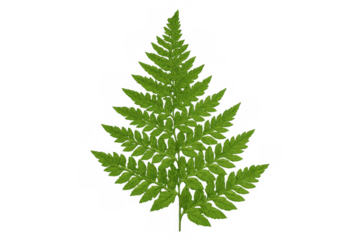 Green fern frond displaying natural botanical beauty, fresh plant foliage creating organic growth on transparent background