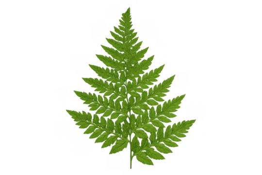 Green fern frond displaying natural botanical beauty, fresh plant foliage creating organic growth on transparent background - Powered by Adobe