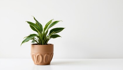 Fototapeta premium Elegant Indoor Plant in Simple Clay Pot on Minimal Table Against Light Wall Background for Home Decor and Interior Design
