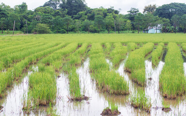 Rice field in rainy season after harvest