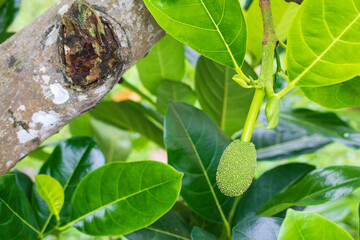 Young jackfruit still on the tree. budding male jackfruit flower growing on a tree branch.