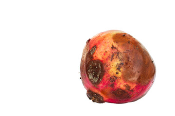 The texture of mold on a spoiled pomegranate. Half a pomegranate with mold on a white background. Mold and mildew spores on fruits. Isolated. Square framing