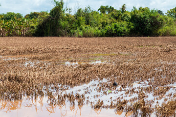 rice field paddy water flooded nature background