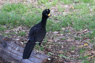Amazing colorful beautiful bird from  Pantanal, the brazilian rain forest