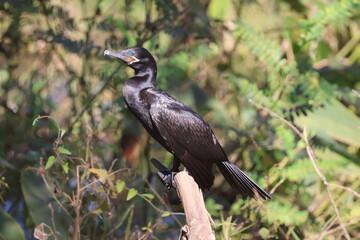 Amazing colorful beautiful bird from  Pantanal, the brazilian rain forest