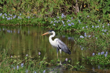 Amazing colorful beautiful bird from  Pantanal, the brazilian rain forest