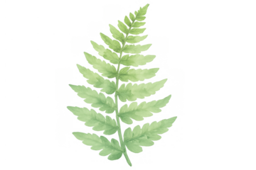 Watercolor fern frond illustration with green leaf on transparent background, botanical plant