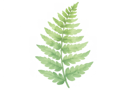 Watercolor fern frond illustration with green leaf on transparent background, botanical plant
