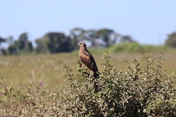 Amazing colorful beautiful bird from  Pantanal, the brazilian rain forest