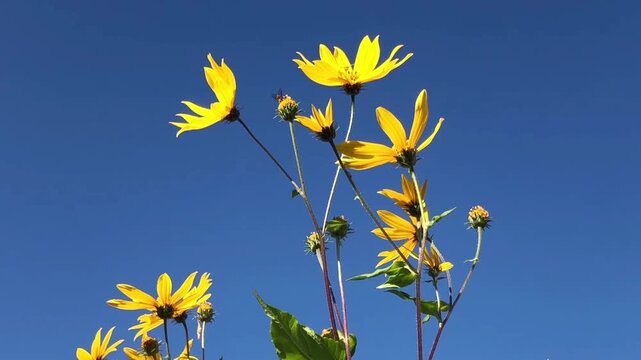 large yellow flowers against a blue sky