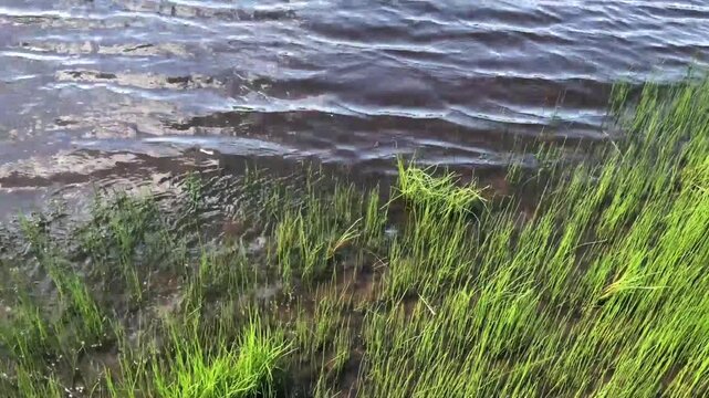 young green stems of reeds on the river bank