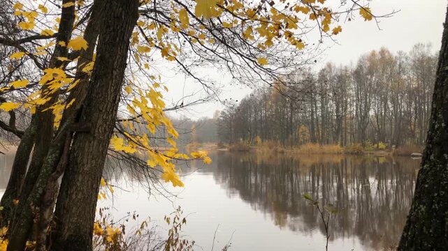 autumn landscape by the river with yellow maple