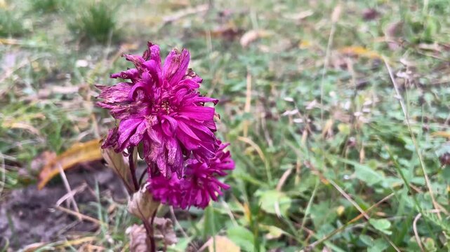 withering autumn flowers in garden bed